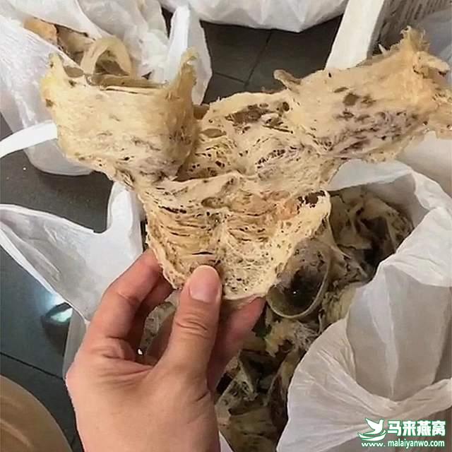 燕盏是不是越大越好 燕盏平均重量多少才正常？插图3